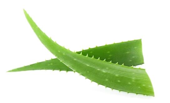 Fungent conține aloe vera
