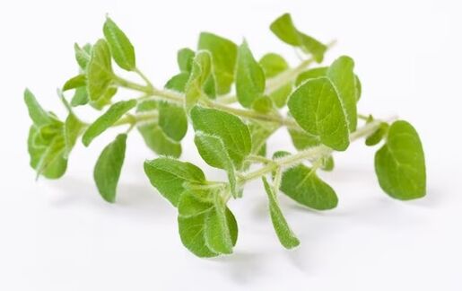Fungent conține ulei de oregano